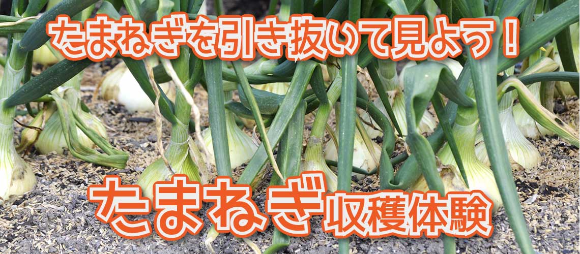 たまねぎ収穫体験