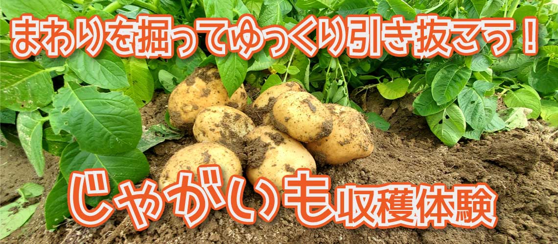 じゃがいも収穫体験