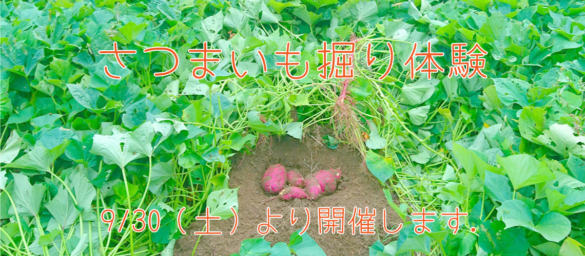 さつまいも掘り体験