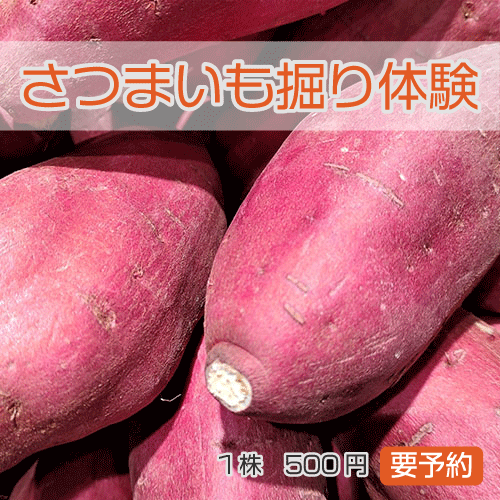 さつまいも堀り体験