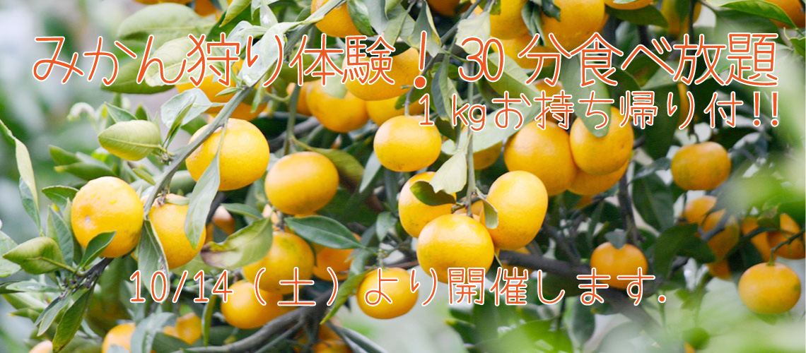 みかん狩り体験