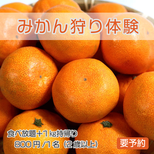 みかん狩り体験