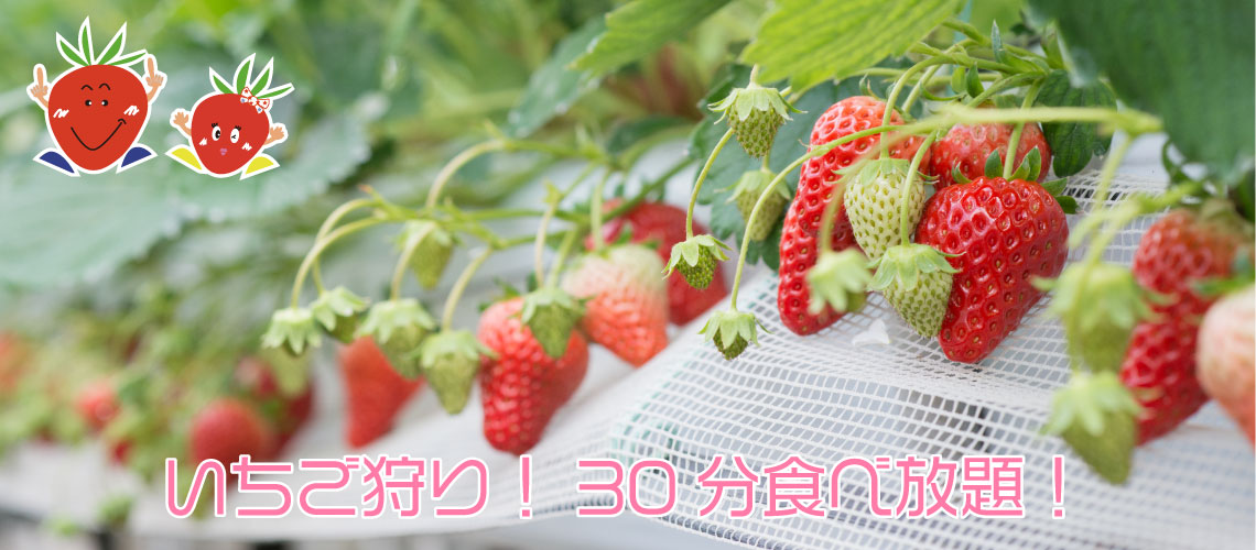 いちご狩り