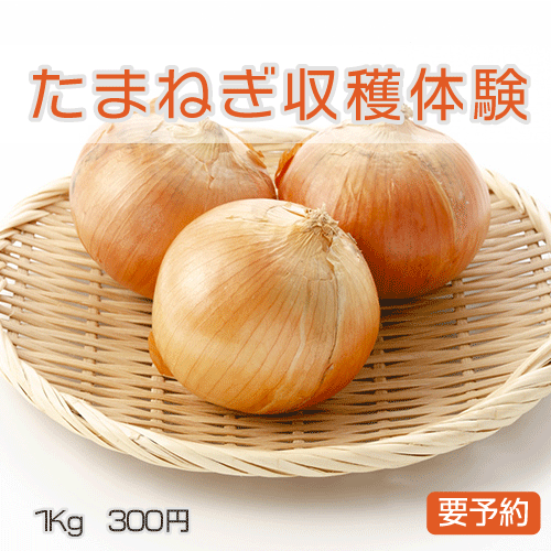 たまねぎ収穫体験