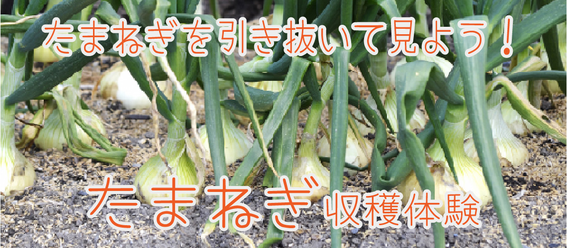 たまねぎ収穫体験