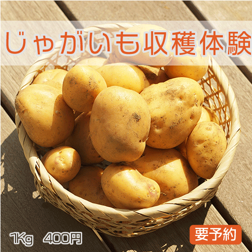 じゃがいも収穫体験