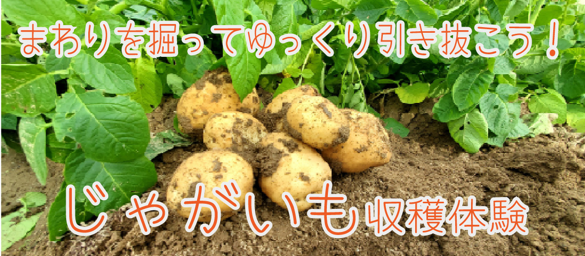 じゃがいも収穫体験
