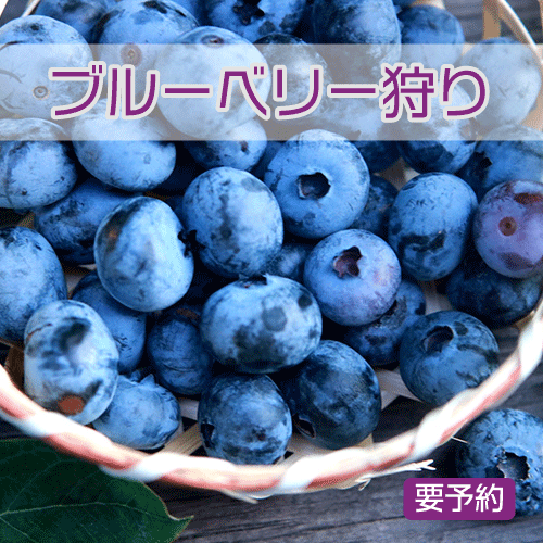 ブルベリー狩り