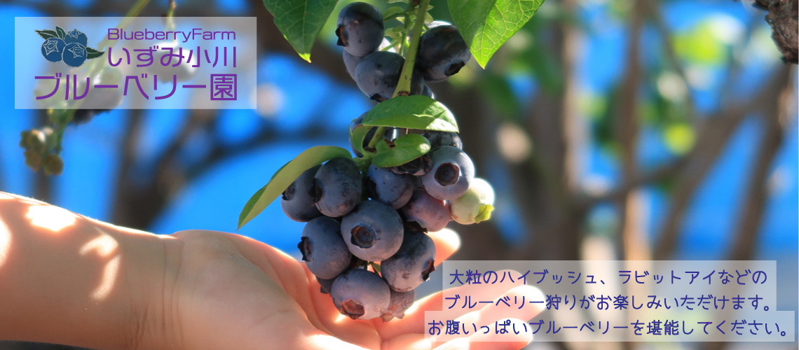 ブルーベリー狩り