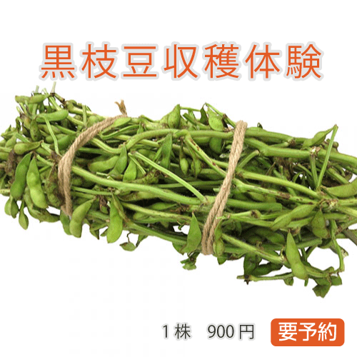 黒枝豆収穫体験