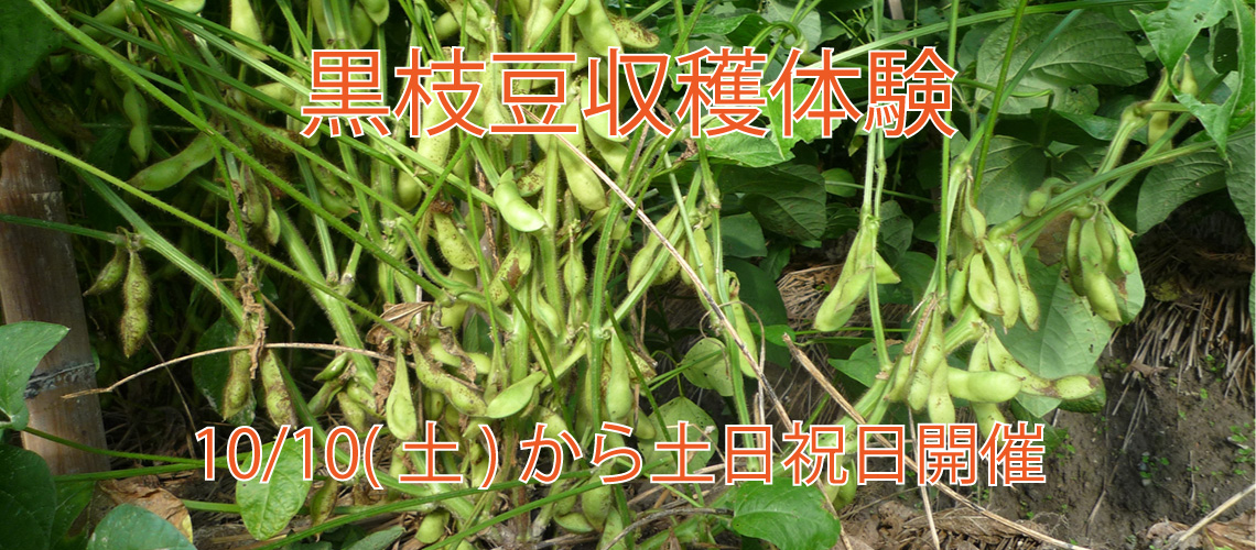 黒枝豆収穫体験