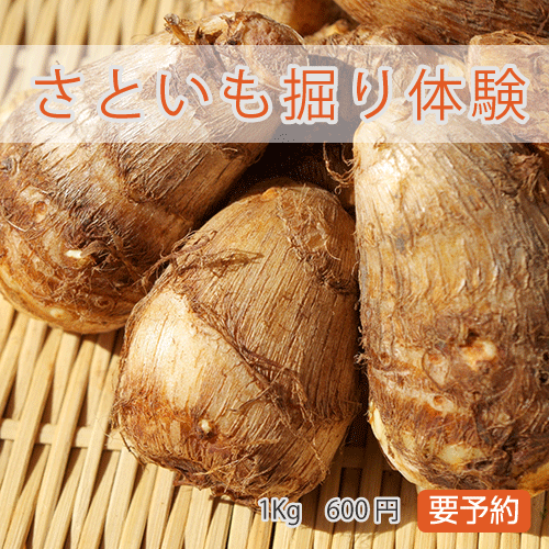 さといも掘り体験