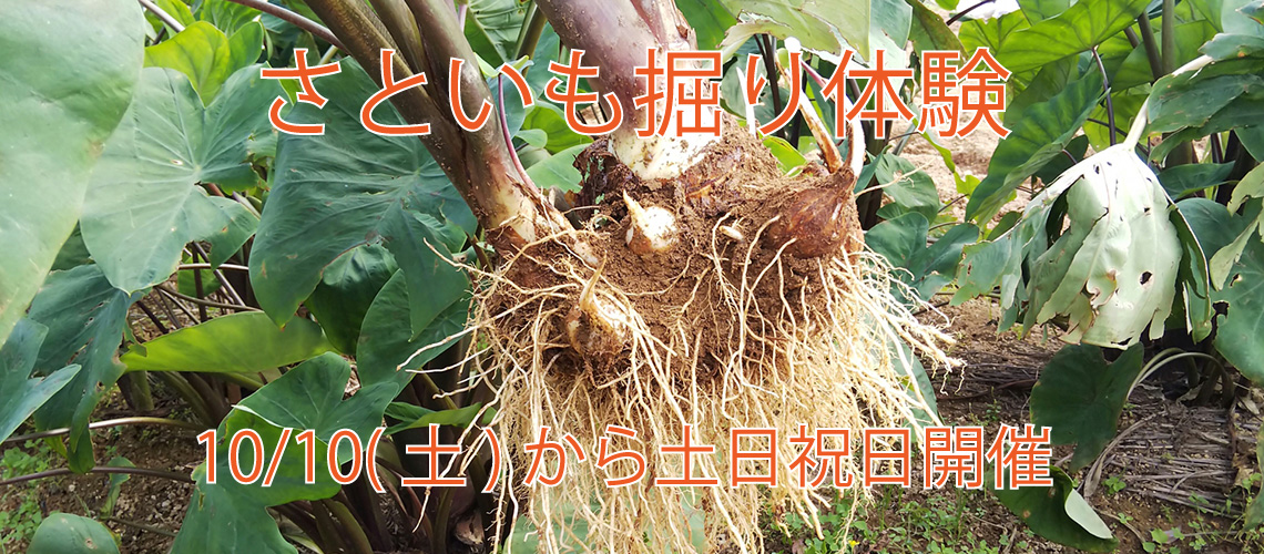 さといも掘り体験