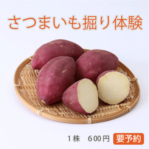 さつまいも掘り体験