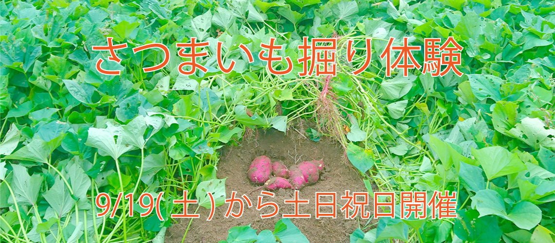 さつまいも掘り体験