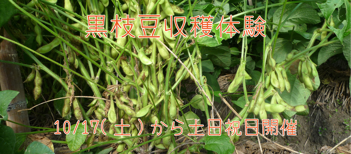 黒枝豆収穫体験