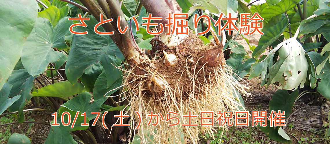 さといも掘り体験