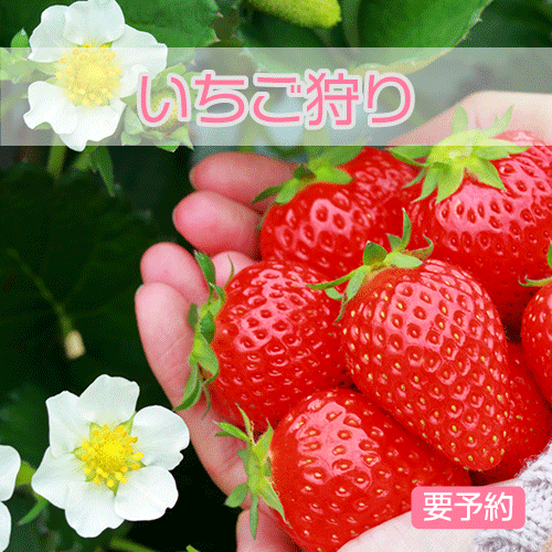 いちご狩り
