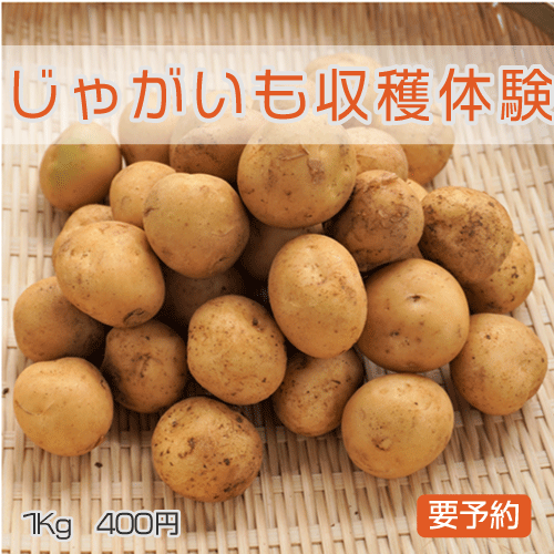 じゃがいも収穫体験