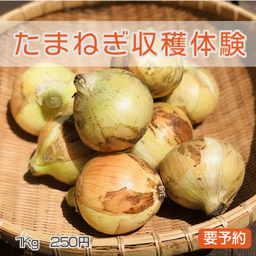 たまねぎ収穫体験