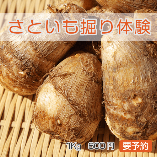 さといも掘り体験
