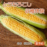 とうもろこし収穫体験メニュー