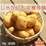 じゃがいも収穫体験メニュー