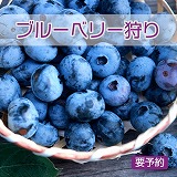 ブルーベリー狩り