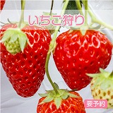 いちご狩り