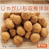 じゃがいも収穫体験メニュー
