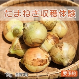 たまねぎ収穫体験メニュー